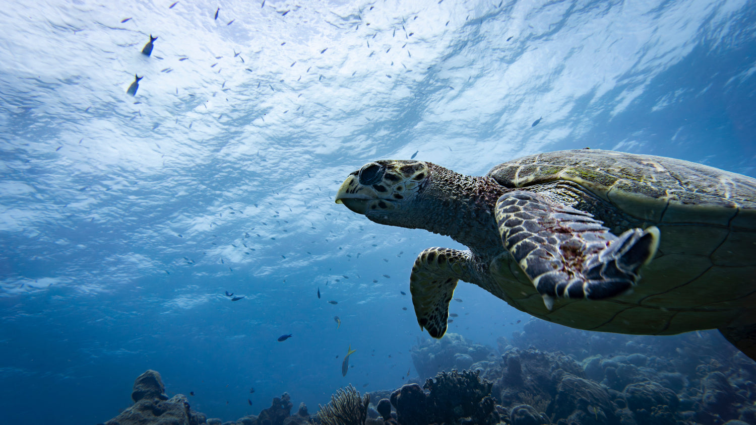 Turtles Of Curacao
