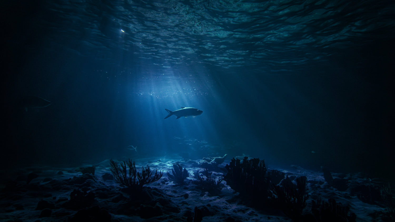 Midnight Reef