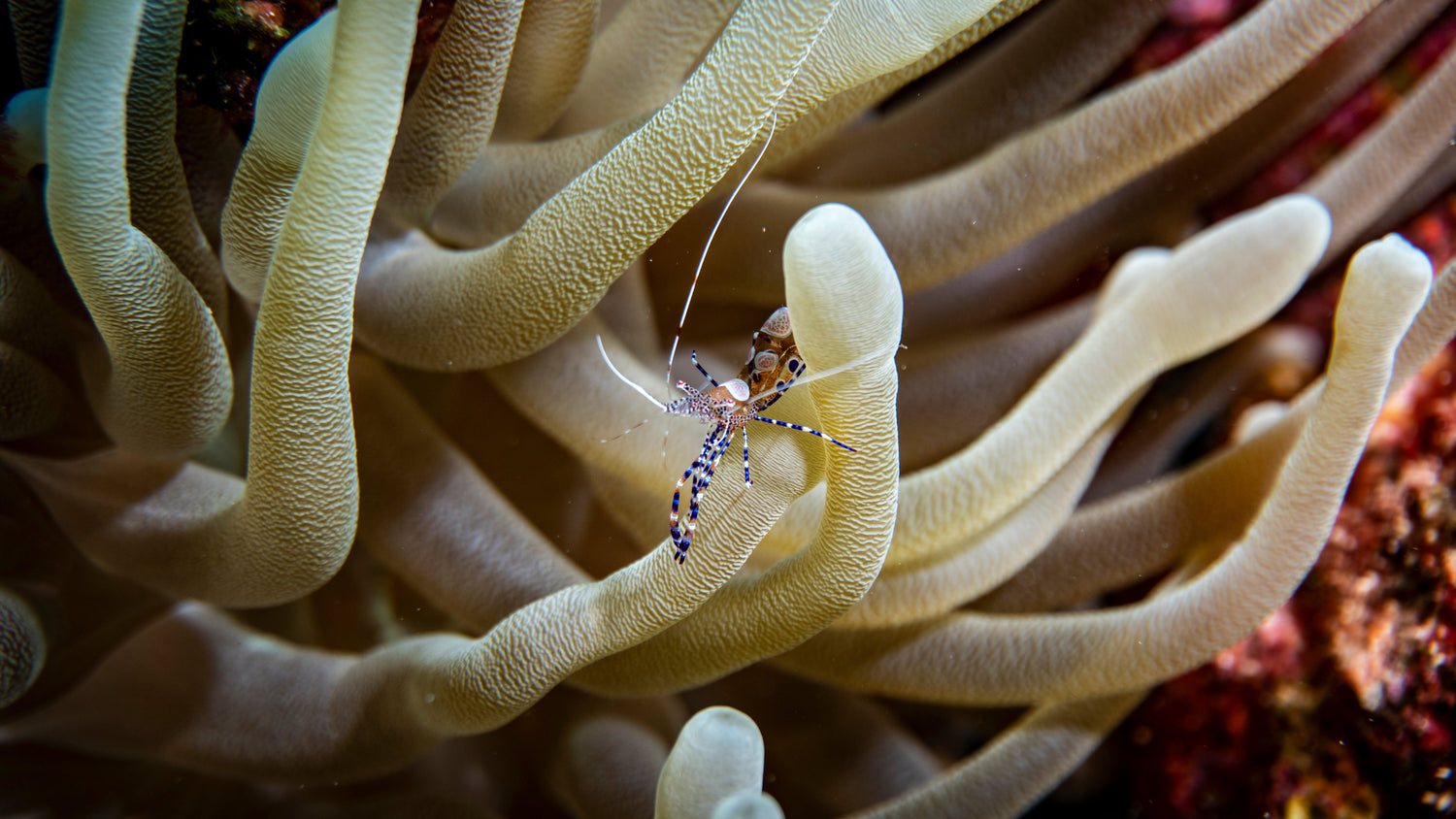 Macro & Detail